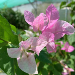 الجهنمية - جهنمية تايلندي دبل كلر عده سقان 40 سم الجهنمية - جهنمية تايلندي دبل كلر عده سقان 40 سم