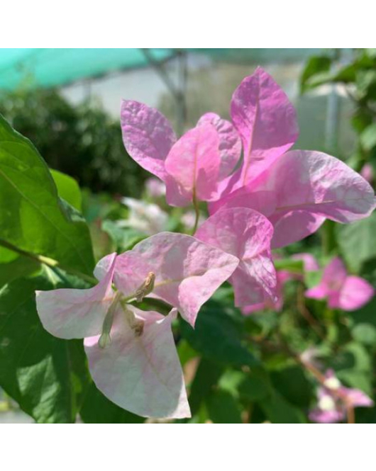 الجهنمية - جهنمية تايلندي دبل كلر عده سقان 40 سم الجهنمية - جهنمية تايلندي دبل كلر عده سقان 40 سم