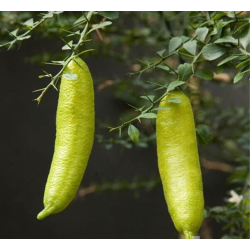 الليمون - ليمون كافيار اخضر - كفيار سنه ونصن