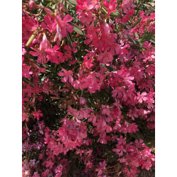 الدفلة - دفلة احمر 60 - 90سم