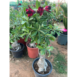 عدنة تايلندي احمر 10 - 25 سم