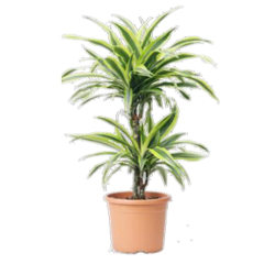 داخلي - دراسينا ليمون لايم 2 سيقان 70سم