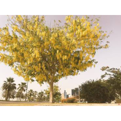 اكاسيا فيستولا خيار شنبر 90 - 120 سم