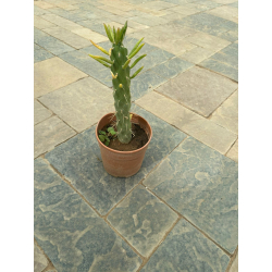 صبار دبوس حواء 40 - 60 سم صبار دبوس حواء 40 - 60 سم