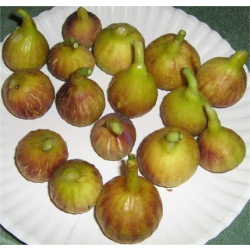 التين - تين سالس 40-50سم التين - تين سالس 40-50سم