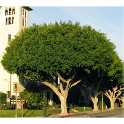 فيكس بلدي 150-170سم . فيكس بلدي 150-170سم .