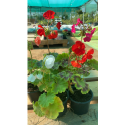 جيرانيوم - خبيز زهور 30 - 60 سم 