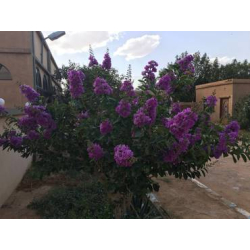 التمر - تمر حنا بنفسجي- لاجستروميا 80 - 120 سم