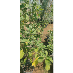 وايتكس اخضر كيس