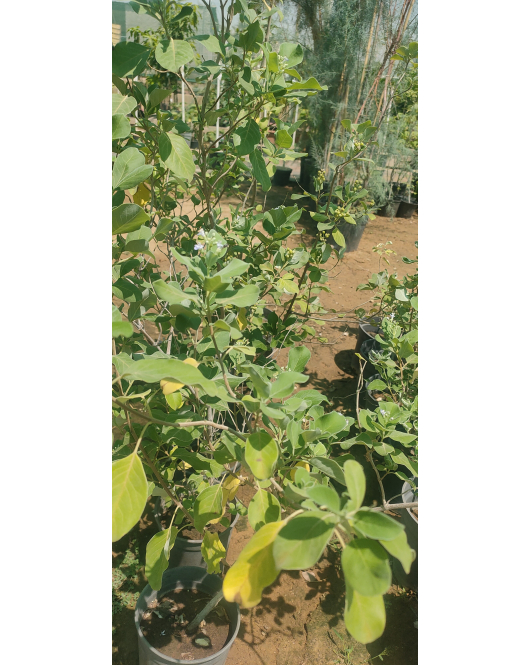 وايتكس اخضر كيس