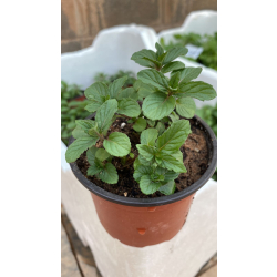 نعناع بلدي مركن 16