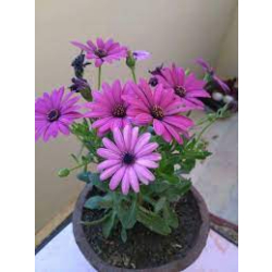 افريكانديزي - اللؤلؤه الافريقيه 10 - 30 سم