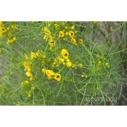 اكاسيا نيموفلا 120-150 سم اكاسيا نيموفلا 120-150 سم