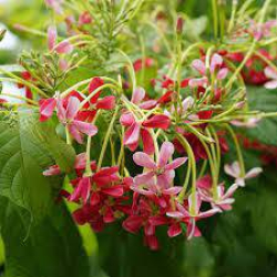 الياسمين - اسكويلس - ياسمين احمر متسلق 90 - 150 سم الياسمين - اسكويلس - ياسمين احمر متسلق 90 - 150 سم