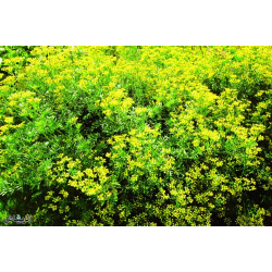 شذاب 20 - 40 سم  شذاب 20 - 40 سم