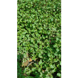 النتيرا-شاي زينة 15 - 20 سم