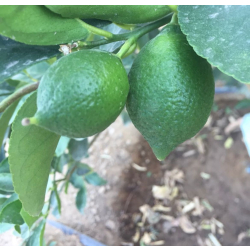 الليمون - ليمون بيرسي مطعم عمر سنتين ونص