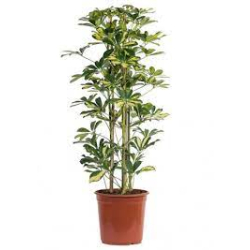 داخلي - شيفليرا جولد كابيلا 150سم