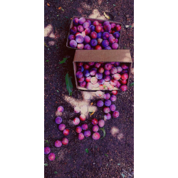 بخارى توتي عمر سنتين