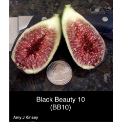 التين - تين بلاك بيوتي 20 - 70 سم