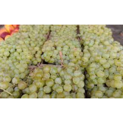 العنب - عنب طائفي 30 - 40 سم
