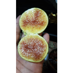 التين - تين منقاوي 60 - 80 سم