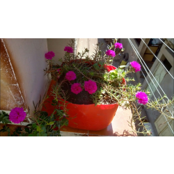 زهرة صباح الخير 15- 20 سم زهرة صباح الخير 15- 20 سم