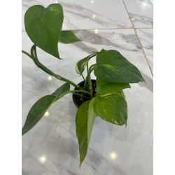 داخلي - بوتس سكاندبسوس اريوس 10سم