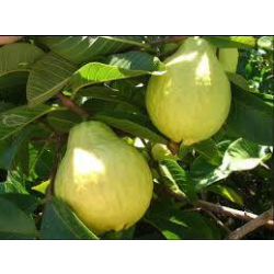 الجوافة - جوافة مصري 70 - 130 سم