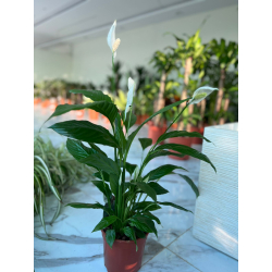 داخلي - سباثيفيلم زنبق السلام 50 - 60 سم هولندي