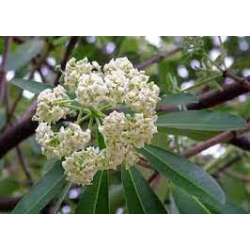 استونيا شجرة المليون زهرة 130 - 170 سم