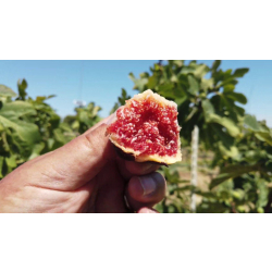 التين - تين ماري لاند بيري 20 - 40 سم التين - تين ماري لاند بيري 20 - 40 سم