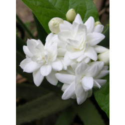 فل جيزاني 40 - 60 سم فل جيزاني 40 - 60 سم