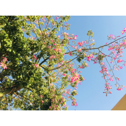 كوريزيا مهرشة الفيل غير شوكية طول 100 - 170 سم