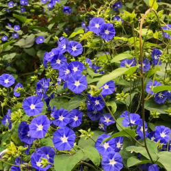 الياسمين - ياسمين ازرق متسلق 70 - 100 سم الياسمين - ياسمين ازرق متسلق 70 - 100 سم