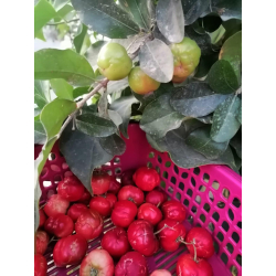 الكرز - كرز تايلندي برقدوس البرقدوس 30 - 80 سم الكرز - كرز تايلندي برقدوس البرقدوس 30 - 80 سم