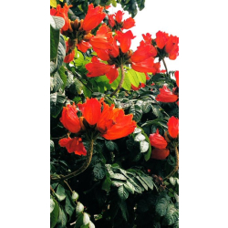 الخزامى - خزامى افريقية 70 - 100 سم الخزامى - خزامى افريقية 70 - 100 سم