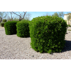 ادودونيا - ادادونيا 70 - 100 سم