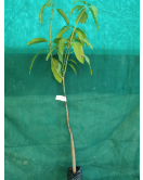 المانجو - مانجو ناعومي عمر سنتين 