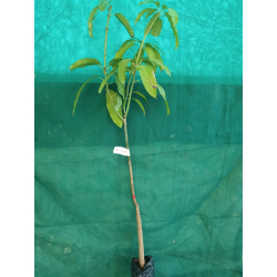 المانجو - مانجو ناعومي عمر سنتين 