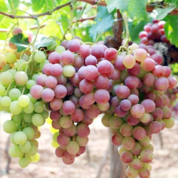 العنب - عنب حلواني 100-130 سم العنب - عنب حلواني 100-130 سم