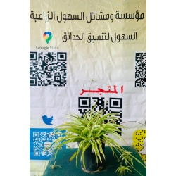فلانجيوم _عنكبوتية 10 - 40 سم فلانجيوم _عنكبوتية 10 - 40 سم