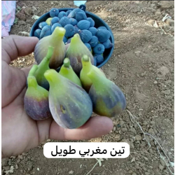 التين- تين مغربي 10 - 20 سم