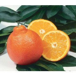 اليوسفي - يوسفي ابو رقبه مطعم عمر سنه ونص اليوسفي - يوسفي ابو رقبه مطعم عمر سنه ونص