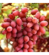 العنب - عنب كريمسون 10 - 20 سم