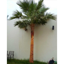 نخيل واشنطونيا 70- 100 سم 