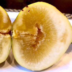 التين - تين ماري لين سيدلس 10 - 20 سم التين - تين ماري لين سيدلس 10 - 20 سم