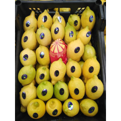 الليمون - ليمون شعير عمر خمس سنوات 