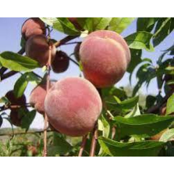 الخوخ - خوخ فلوريدا عمر سنتين