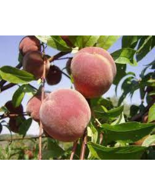 الخوخ - خوخ فلوريدا عمر سنتين